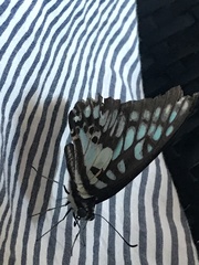 Graphium doson postianus