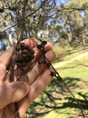 Eucalyptus amygdalina