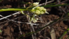 Toxicoscordion venenosum venenosum