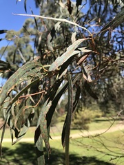 Eucalyptus amygdalina