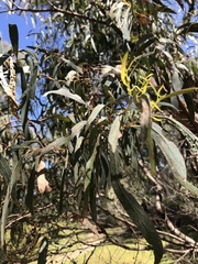 Eucalyptus amygdalina