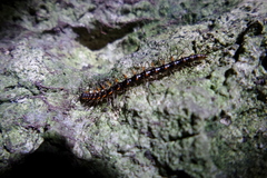 Spinaxytes