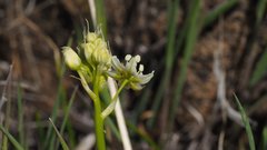 Toxicoscordion venenosum venenosum