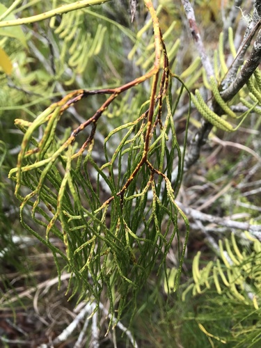 Lycopodium casuarinoides iNat (3)
