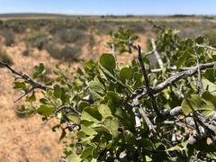 Searsia longispina