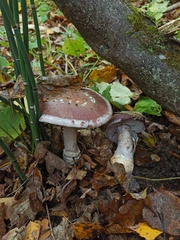 Cortinarius praestans
