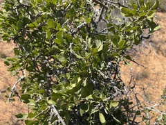 Searsia longispina