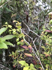 Vaccinium japonicum lasiostemon