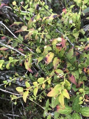 Vaccinium japonicum lasiostemon