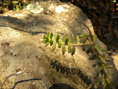 Sedum calcicola