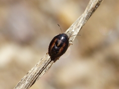 Neottiglossa bifida
