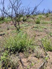 Neogaerrhinum strictum