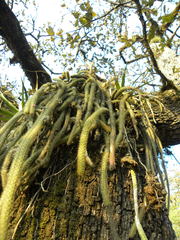 Aporocactus flagelliformis