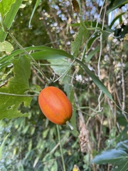 Trichosanthes cucumeroides