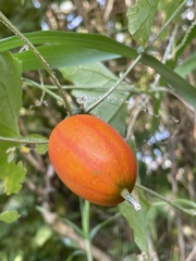 Trichosanthes cucumeroides