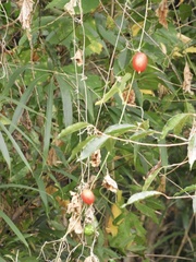Trichosanthes cucumeroides