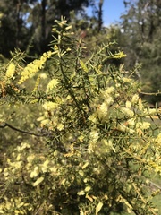 Acacia verticillata verticillata