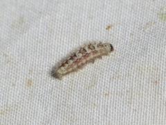 Nola chlamitulalis