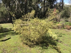 Acacia verticillata verticillata