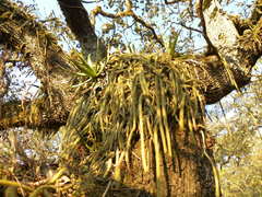 Aporocactus flagelliformis