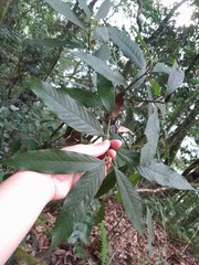 Lithocarpus amygdalifolius
