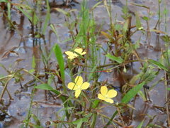 Ludwigia decurrens