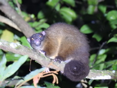 Hemibelideus lemuroides