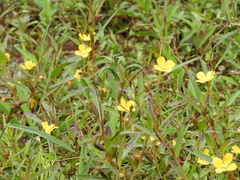 Ludwigia decurrens