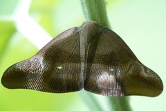 Pochazia sinuata