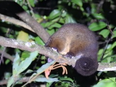 Hemibelideus lemuroides