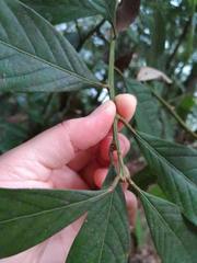 Lithocarpus amygdalifolius