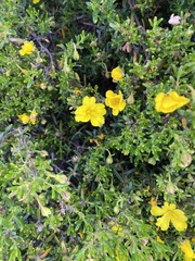Hibbertia hypericoides hypericoides