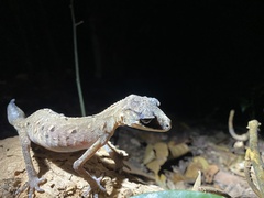 Carphodactylus laevis