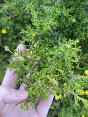 Hibbertia hypericoides hypericoides