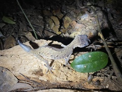 Carphodactylus laevis