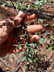 Phyllanthus gunnii