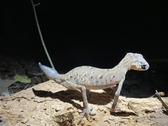Carphodactylus laevis
