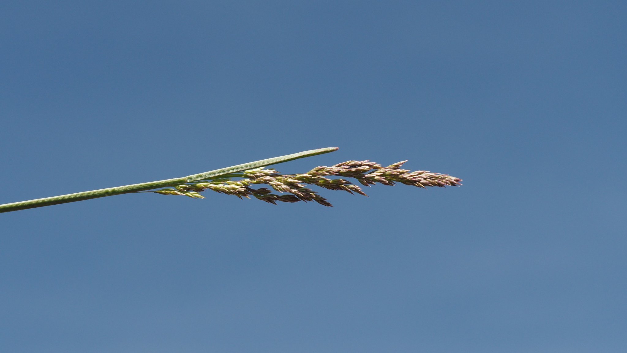 Poa pratensis ssp. pratensis