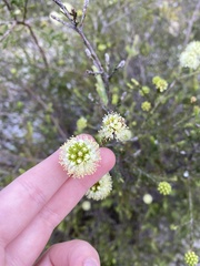 Kunzea glabrescens