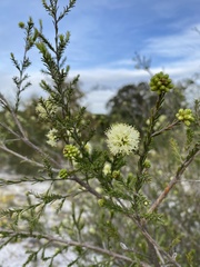 Kunzea glabrescens