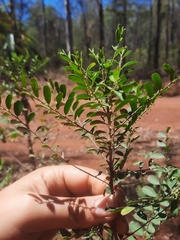 Phyllanthus gunnii