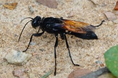 Sphex diabolicus