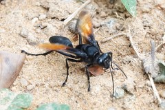 Sphex diabolicus