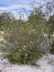 Kunzea glabrescens