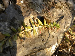 Sedum calcicola