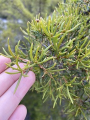 Hakea varia