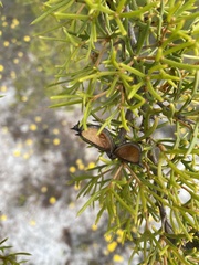Hakea varia