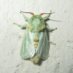 Coenobasis albiramosa