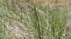 Poa pratensis pratensis