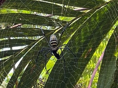 Nephila pilipes